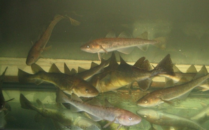 Poissons des chenaux -  Robert Mailhot