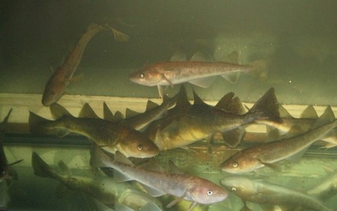 Poissons des chenaux -  Robert Mailhot